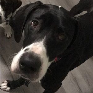 Meet your Posher, William